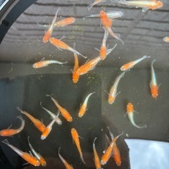 レッドクリフ紅白若魚5匹1000円の画像