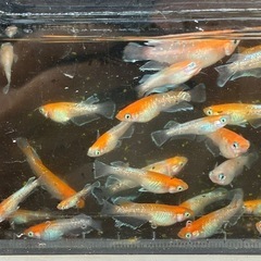 レッドクリフ紅白若魚5匹1000円の画像