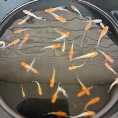 レッドクリフ紅白若魚5匹1000円の画像
