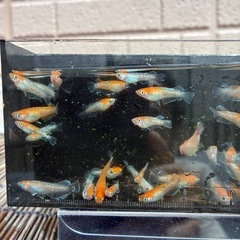 レッドクリフ紅白若魚5匹1000円の画像