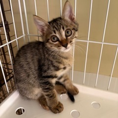 2か月前後のキジトラ君募集中