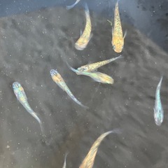 メダカ　ユリシス　15匹の画像