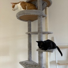 《9/15-9/20引取限定》キャットタワー　突っ張りキャットタワー　猫グッズ　猫用品の画像