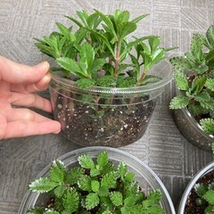 多肉植物 カランコエ 不死鳥 子株 苗 寄せ植え 大量 単品可の画像