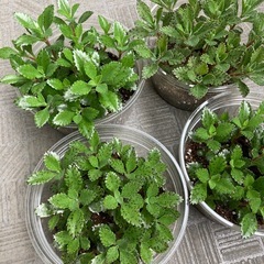 多肉植物 カランコエ 不死鳥 子株 苗 寄せ植え 大量 単品可の画像