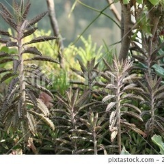 多肉植物 カランコエ 不死鳥 子株 苗 寄せ植え 大量 単品可の画像