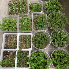 多肉植物 カランコエ 不死鳥 子株 苗 寄せ植え 大量 単品可の画像