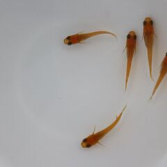 狛江市のメダカ販売｜お手頃価格で紅帝をお届け！の画像