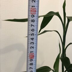 観葉植物　鉢植え　ミリオンバンブー　コーヒーの木　受皿付き　鉢・受皿は新品の画像