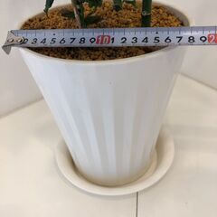 観葉植物　鉢植え　ミリオンバンブー　コーヒーの木　受皿付き　鉢・受皿は新品の画像