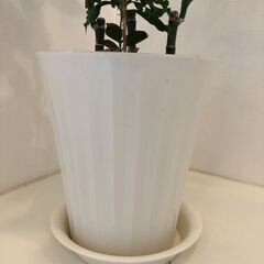 観葉植物　鉢植え　ミリオンバンブー　コーヒーの木　受皿付き　鉢・受皿は新品の画像