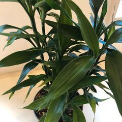 ミリオンバンブー　鉢植え　受皿付きの画像