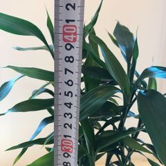 ミリオンバンブー　鉢植え　受皿付きの画像