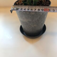ミリオンバンブー　鉢植え　受皿付きの画像