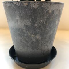 ミリオンバンブー　鉢植え　受皿付きの画像