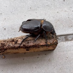 ネプチューンオオカブト！ペア！メス羽パカのため割引します！カゴ！マット付き！の画像