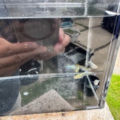エメキンメダカ　1匹の画像