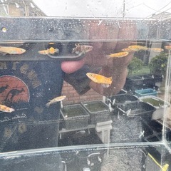 美虎(びこ)めだか　1匹の画像