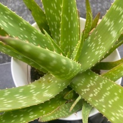 アロエベラ(Aloe vera)の画像