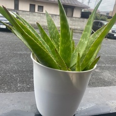 アロエベラ(Aloe vera)の画像