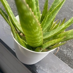 アロエベラ(Aloe vera)の画像