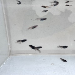和墨RLF 1匹の画像