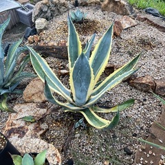 地植え用アガベ　数種類アリの画像