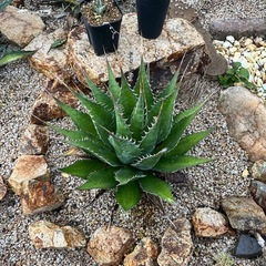 地植え用アガベ　数種類アリの画像