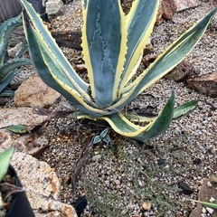 地植え用アガベ　数種類アリの画像