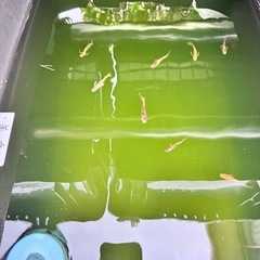 美虎(びこ)めだか　1匹の画像