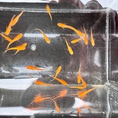 楊貴妃メダカ 1匹の画像
