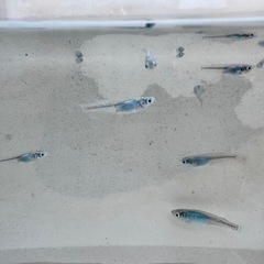 深海メダカ　1匹の画像
