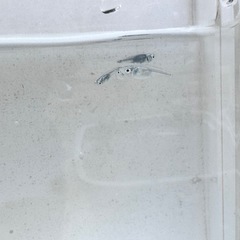 黒衣めだか　1匹の画像