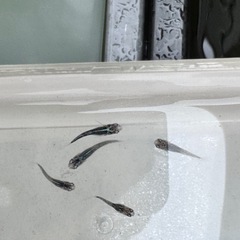 黒衣めだか　1匹の画像