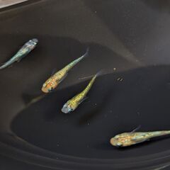 「お話し中」メダカ 夜桜10匹 ラメめだか 改良メダカ 成体 ビオトープの画像