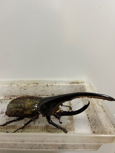 ヘラクレスオオカブト　♂1匹　♀2匹