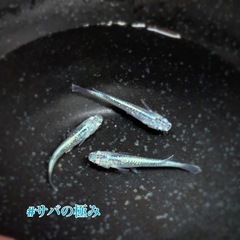 鯖の極みメダカの画像