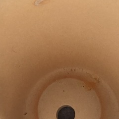 【P】（白・陶器・段 柄なし）胡蝶蘭が入っていた鉢の画像