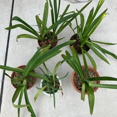 アマリリス？　5鉢の画像