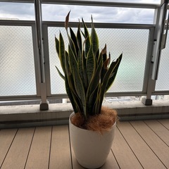 サンスベリアの画像
