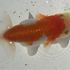 らんちゅう 優良系統 綺麗な更紗 10cm前後の画像