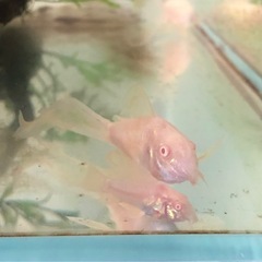 白コリドラスロングフィン7月産まれの画像
