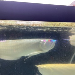 シルバーアロワナ約65cmの画像