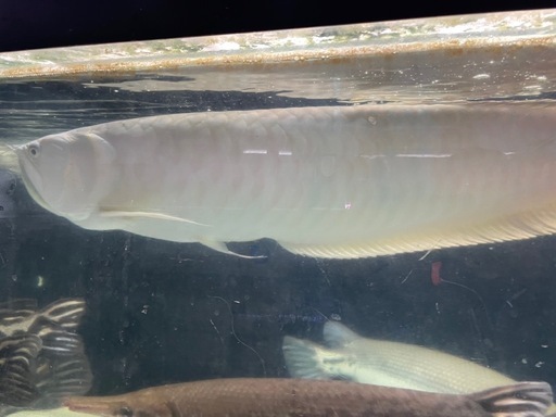 シルバーアロワナ約65cm