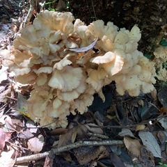 きのこ採り仲間が欲しいです。