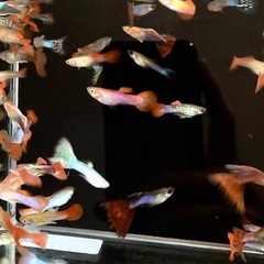 (お話し中)MIXグッピー若魚10匹セットの画像