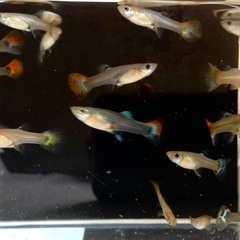 (お話し中)MIXグッピー若魚10匹セットの画像