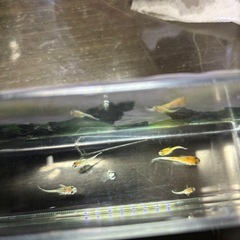 白斑サファイア×月華(半ダルマ〜ショート)の画像