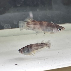 和墨メダカ7匹の画像