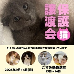 🩵ほごにゃん譲渡会inこすみ動物病院🩵